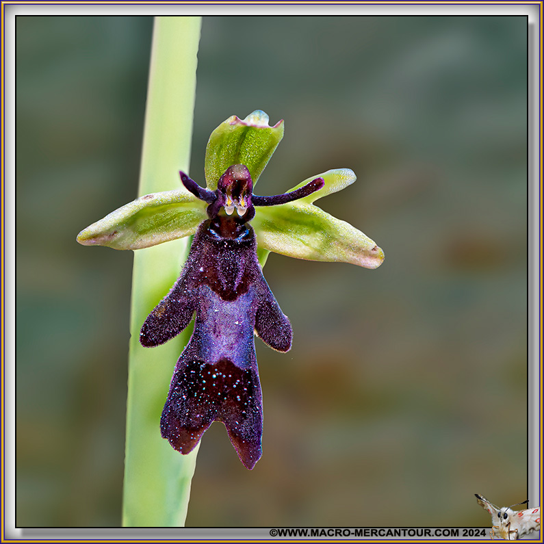 Ophrys Mouche
